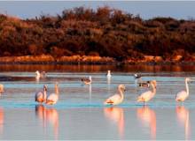 New Build - Villa / Semi detached - San Pedro del Pinatar