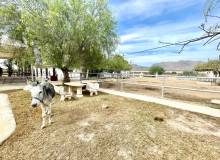 Venta - Finca / Country Property - Orihuela - Orihuela Costa